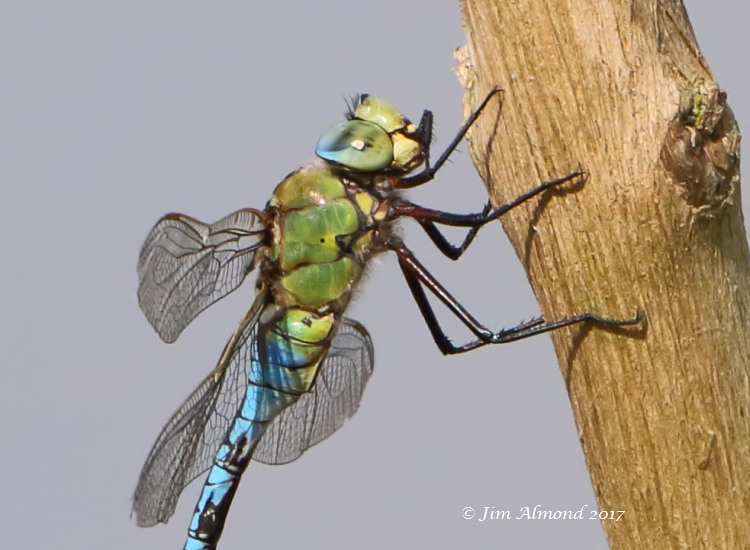 sbgallery Emperor Dragonfly perched for cu VP 20 6 17 1O8A1694.jpg